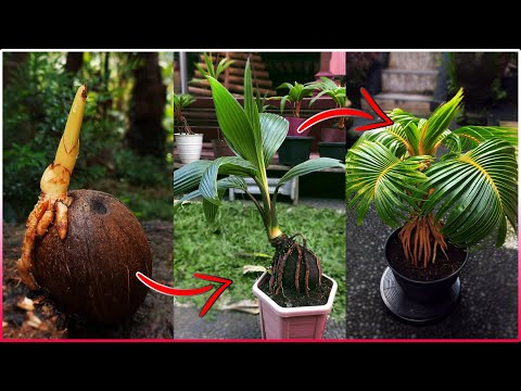 COCONUT BONSAI - The Easy way to make a Coconut Bonsai at Home