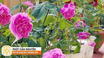 Phút Cầu Nguyện, Thứ Ba 06/06/2023:  Vượt qua đau khổ