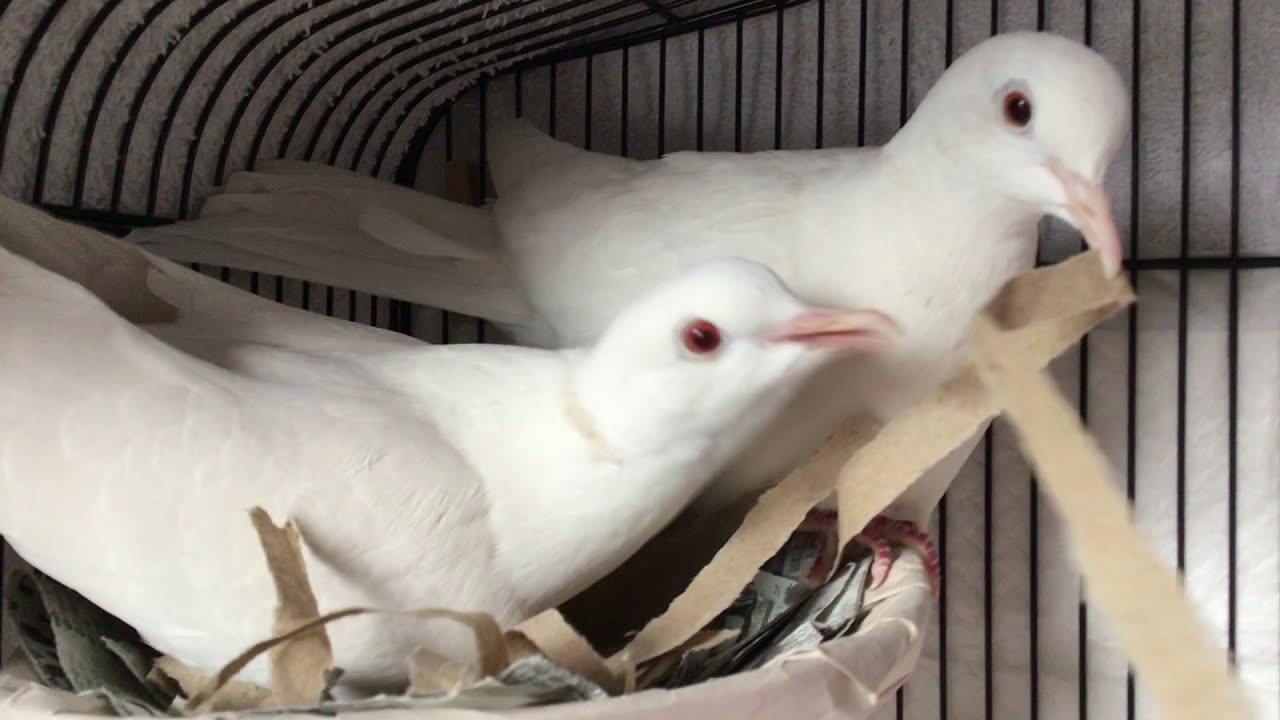 99以上 鳩 仰向け 鳩 仰向け