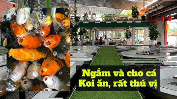 Uống cafe, ngắm và cho cá Koi ăn để xả stress tại Koi Family Coffee| Tung tăng khắp nơi