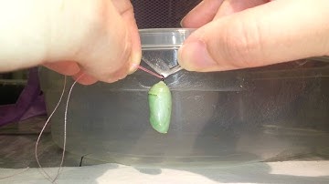 Moving a Monarch chrysalis