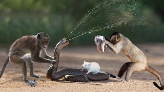 Amazingly... Intelligent Monkey Rescue Mouse While Snake Swallowing - Snake Flying To Hunt Lizard