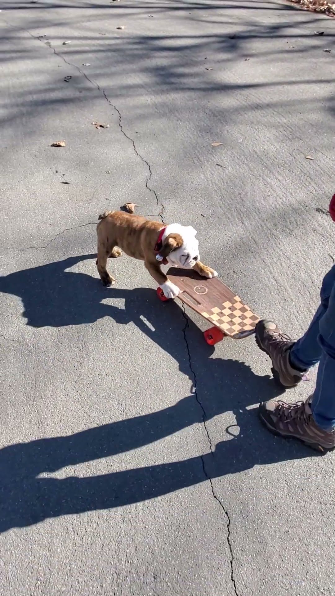 Bulldog Puppy Learns to Skateboard || ViralHog