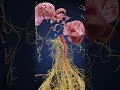 Human Brain Exploded View | 3D Anatomy Animation