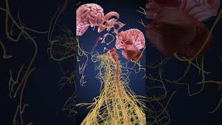 Human Brain Exploded View | 3D Anatomy Animation