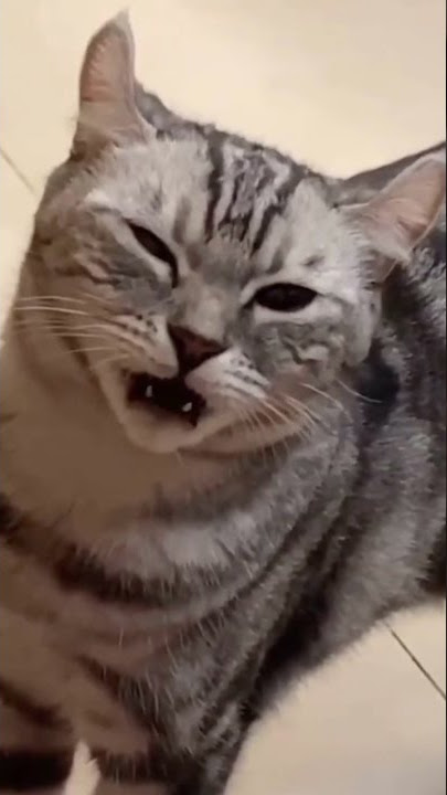 Reaksi kucing mencium bau kaki
