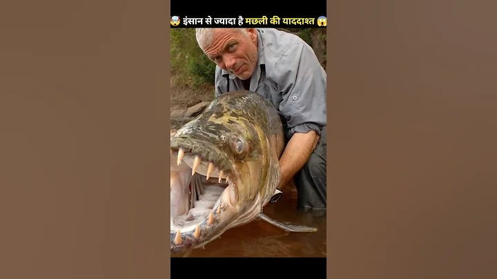 Fish intelligent more than HUMANS 🤯| #shorts #viralvideo