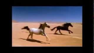 Gipsy Kings&Layla No Volvere Amore Mio (Arabic version)