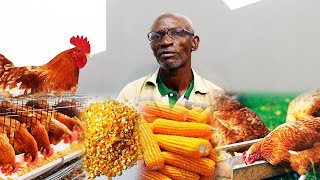 HOW TO FEED LOCAL CHICKEN WITH MAIZE AND MAKE MILLIONS OF MONEY FROM LOCAL POULTRY