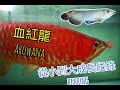 真正的血紅龍(红龙鱼)從小到大變化→My Arowana龍魚售後養魚紀錄272篇 65公分 FT.アロワナ金龙鱼 red arowana