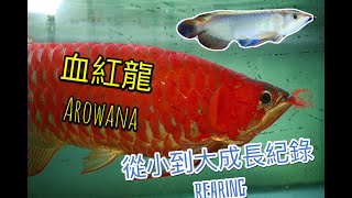 Real Asian Blood Arowana has changed from small to large → My Arowana record sharing 15→65 cm