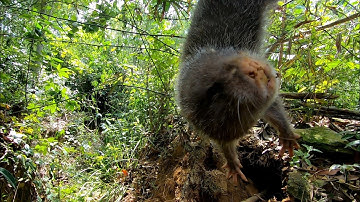 Đào hang bắt được con dúi khủng