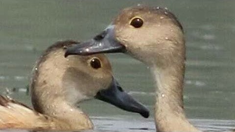 Lesser Whistling Duck in Faridpur, Bangladesh