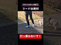 リードを引っ張ると愛犬は余計に興奮します #散歩吠え #shorts