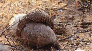 The AfriCat Pangolin Research Project
