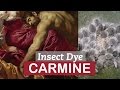 Food dye made of BUGS? Carmine Red | LittleArtTalks