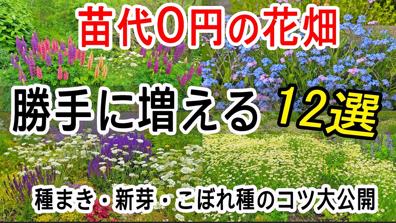 【コスパ最強＆種まき実践】こぼれ種で勝手に増える草花12選│北海道−25℃でも花があふれる庭の作り方