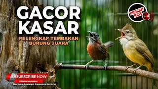 🔴 Roll Kasar Tepus Kepala Abu Abu Gacor Panjang vs Cucak Jenggot Beset Greja Pelengkap Lagu Juara