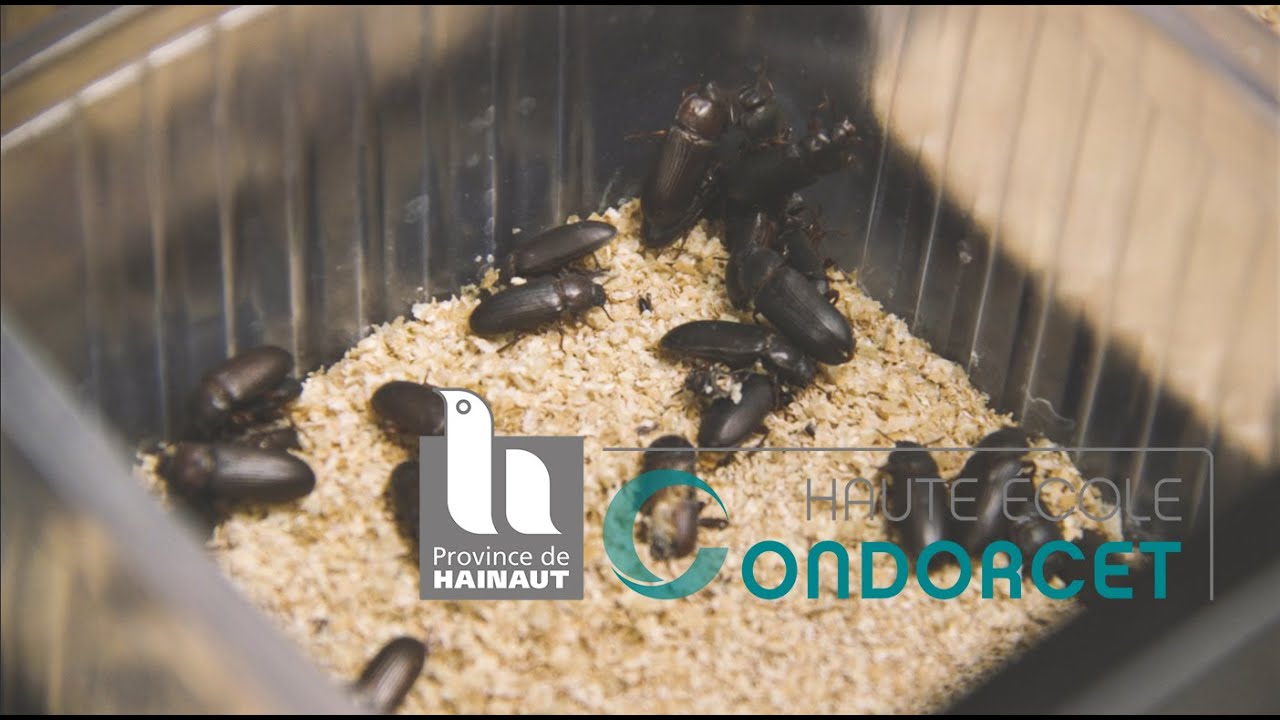 L'entomophagie : manger des insectes pour sauver la planète ?