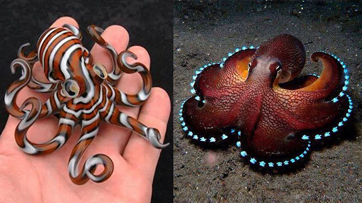 10 Most Beautiful Octopus Species In The World - DayDayNews
