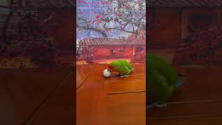 Bird Training  Smart Lovebird Parrot  Smart Little Cute Parrot #Training #Smartparrot #Cute