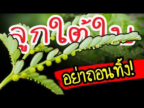 บ้านใครมี อย่าถอนทิ้ง "ลูกใต้ใบ" สมุนไพรสุดเจ๋ง ขับสารพิษออกจากตับ ลดไขมันในตับ| Nava DIY