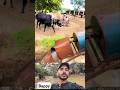 "A Thousand-Year-Old Tradition! Oxen Still Used for Water Drawing in Punjab! 😍" #traditionallife
