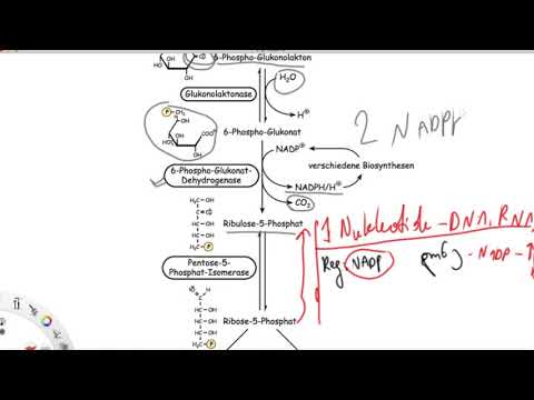 ბიოქიმია ნაწილი 2 : პენტოზური ფოსფატის გზა