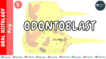 Dove sono gli odontoblasti?
