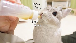 水分不足のうさぎさんに特製ドリンクを哺乳瓶で与えたら、一生懸命吸い始めました