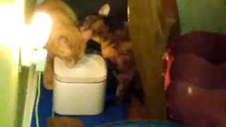 Can't a Young Tom Get A Drink In Peace?  Geez! by TheCatLife 24 views 3 years ago 53 seconds