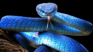 TOP 10 most dangerous animal's in the world... by TOP 10 78 views 2 months ago 31 seconds