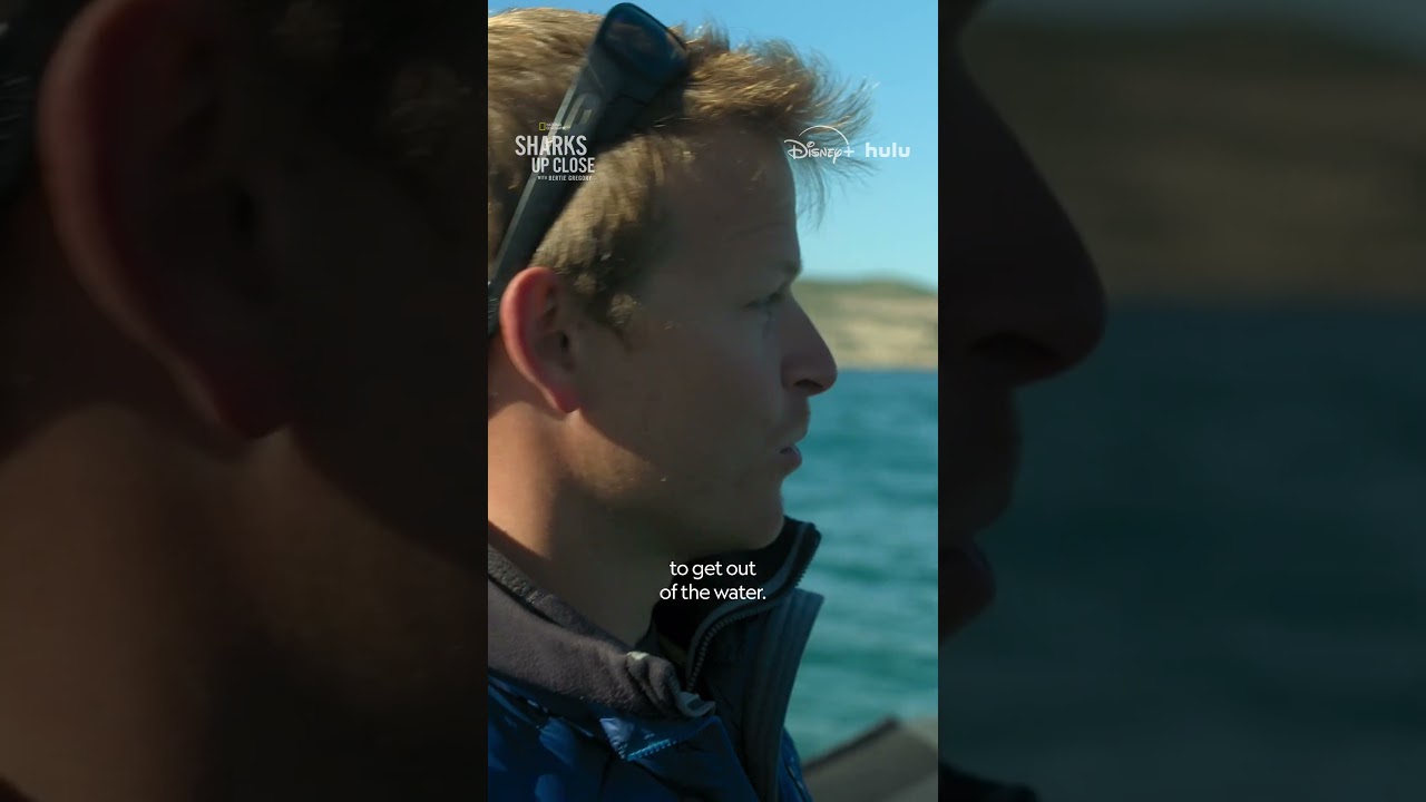 Film backdrop image for Our ocean is home to so many creatures, but Bertie Gregory has his eye on just one SharksUpClose (2025)
