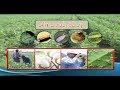 Documentary on Pest Scouting of Cotton Pests