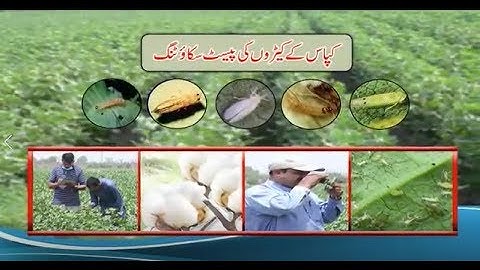 Documentary on Pest Scouting of Cotton Pests