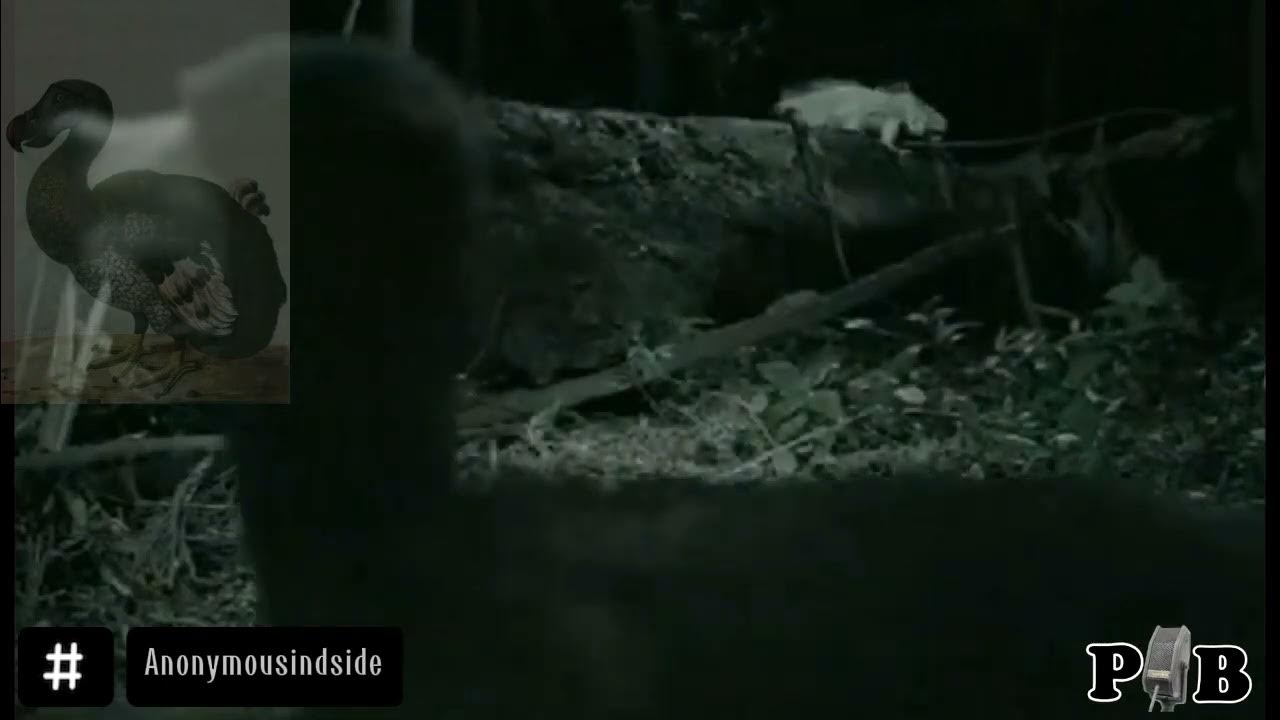 Caught Camera Dodo Bird Found Alive 2018 DODO BIRD CAUGHT ON CAMERA - YouTube