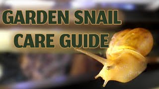 Garden Snail Care Guide 2023 // In Depth