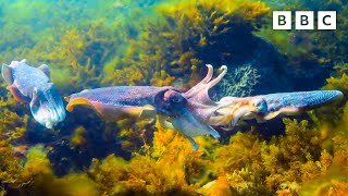 Unexpected rivalry in cuttlefish | Spy in the Ocean - BBC