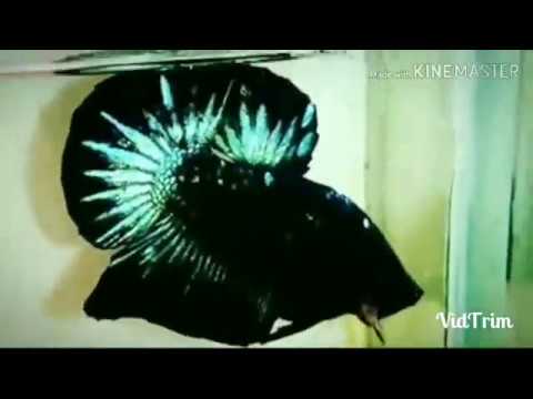 Cupi Cupita Terbaru скачать с 3gp Mp4 Mp3 Flv