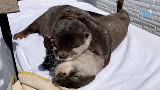 カワウソの双子、ラブラブ日向ぼっこ！　Otter twins, Bask in the sun getting along