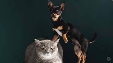 1  Introduction to Image Classification and Dataset