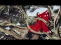 Hannah Frances Beholden To The Birds Murmuring Above Ft Mary Lattimore Official Audio 