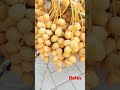 Uae date fruit 