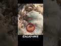 リスがトイレチップ抱えて寝てたので人参に変えてみた #shorts #リチャードソンジリス #funny