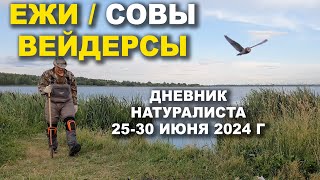 видео: Ежи, Совы, Болотные сапоги. Дневник натуралиста. Июнь 2024 картинка: Ежи, Совы, Болотные сапоги. Дневник натуралиста. Июнь 2024