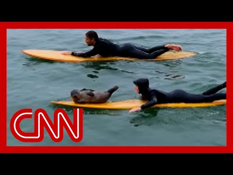 Adorable baby seal shows off its surfing skills