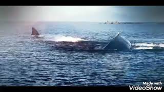 Megalodon Dev Köpek Balığı Yaşıyor Olabilir Mi? Fragman 2