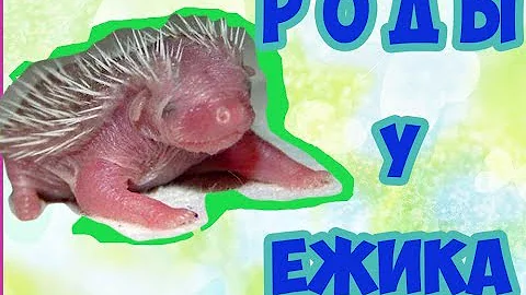 РОДЫ У ЕЖИКА