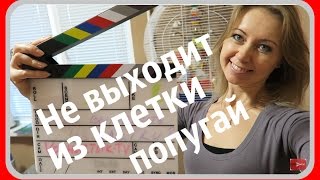 Почему попугай не выходит из клетки || Как выманить попугая из клетки