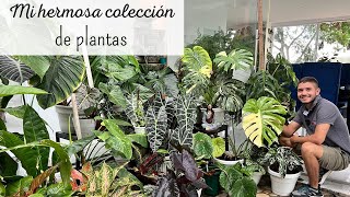 Te enseño mi hermosa COLECCIÓN DE PLANTAS DE INTERIOR by César Correa - Amantes de las Plantas 58,324 views 1 month ago 31 minutes